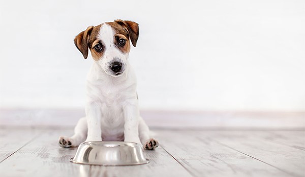 Alan Koruma Eğitimi: Köpeğinizin Doğal İçgüdülerini Geliştirin, Alan Koruma Eğitimi: Köpeğinizin Doğal İçgüdülerini Geliştirin