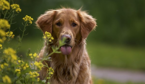 Köpek Barınma, Köpek Barınma
