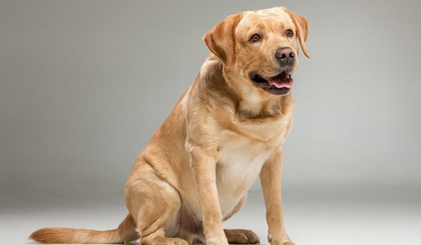 Güvenilir Köpek Oteli, Güvenilir Köpek Oteli