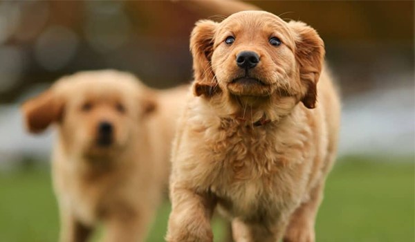 Köpeklerde Ayrılık Kaygısı: Belirtiler ve Çözüm Yöntemleri, Köpeklerde Ayrılık Kaygısı: Belirtiler ve Çözüm Yöntemleri
