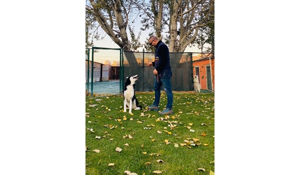 Avcılar Köpek Oteli, Avcılar Köpek oteli,pet otel,istanbul köpek oteli,Köpek Eğitim merkezi