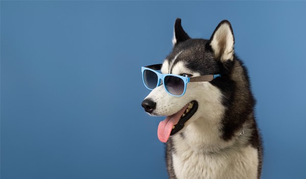 Köpek İçin Tatil Yeri, Köpek İçin Tatil Yeri