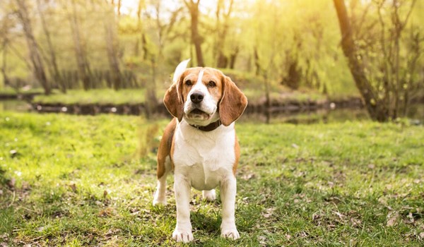 Köpekler İçin İstanbul’da Özel Bakım ve Konaklama, Köpekler İçin İstanbul’da Özel Bakım ve Konaklama