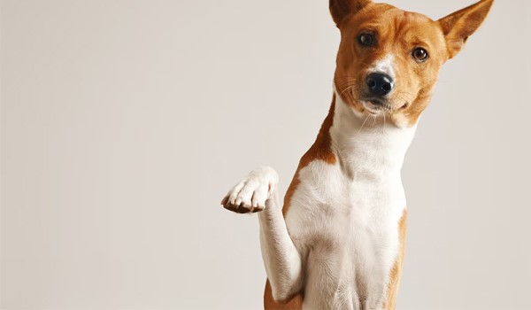 Batıpet Oteli Köpek Konaklama, Batıpet Oteli Köpek Konaklama