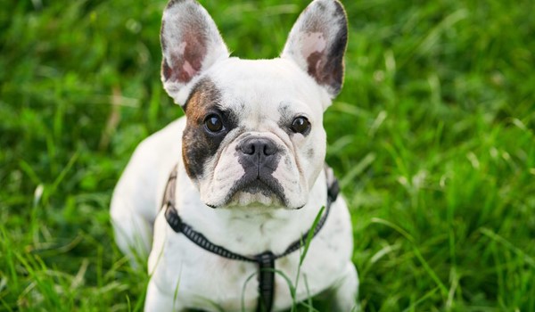 Batıpet Oteli Fiyatları, Batıpet Oteli Fiyatları