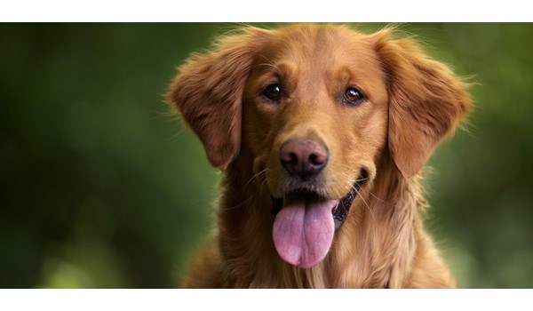 İstanbul Köpek Oteli, İstanbul Köpek Oteli
