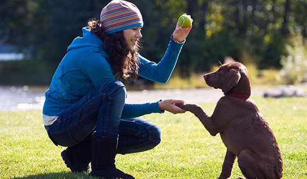 Köpeklerde Komut Pekiştirme Teknikleri, Köpeklerde Komut Pekiştirme Teknikleri