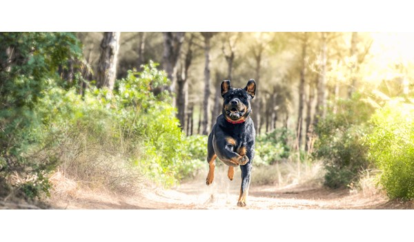 Bahçeşehir Alan Koruma Eğitimi, Bahçeşehir Alan Koruma Eğitimi