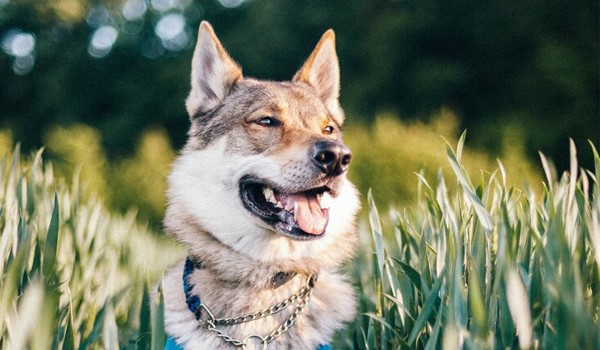 Avcılar İtaat Eğitimi, Avcılar İtaat Eğitimi