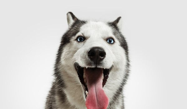 Uygun Fiyatlı Köpek Pansiyonu Hizmetleri, Uygun Fiyatlı Köpek Pansiyonu Hizmetleri