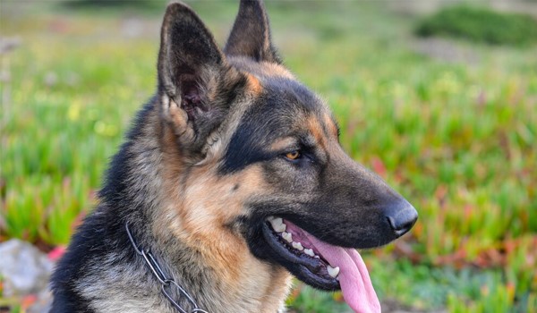 Köpekler İçin Birebir Bakım, Köpekler İçin Birebir Bakım