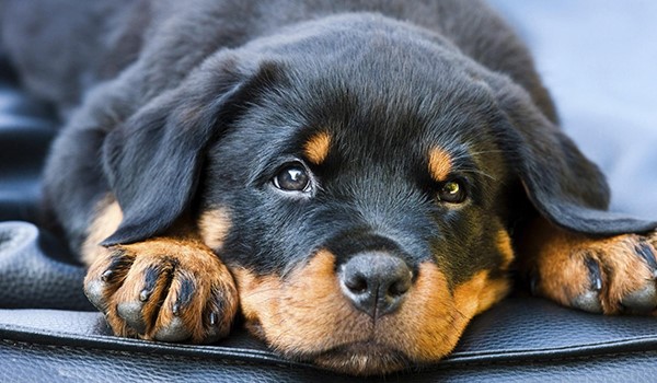 Yavru Köpekler İçin İlk Sosyalizasyon Deneyimi, Yavru Köpekler İçin İlk Sosyalizasyon Deneyimi