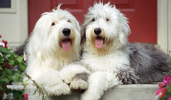 Anadolu Yakası Köpek Kreşi, Anadolu Yakası Köpek Kreşi