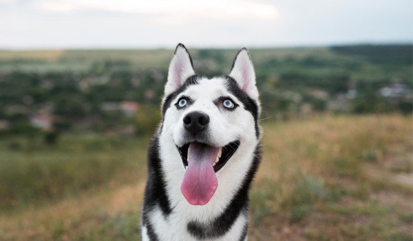 Veterinerli Köpek Oteli, Veterinerli Köpek Oteli