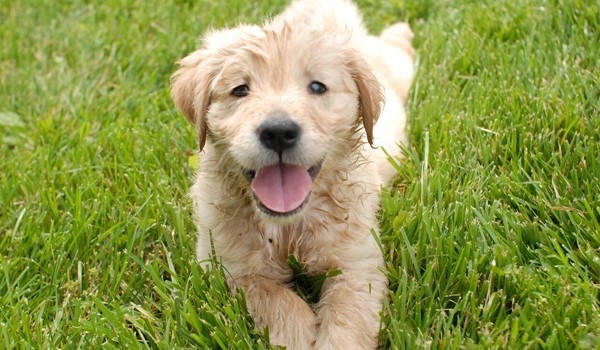 İstanbul’daki Köpek Otellerinde Eğitim ve Bakım Hizmetleri, İstanbul’daki Köpek Otellerinde Eğitim ve Bakım Hizmetleri