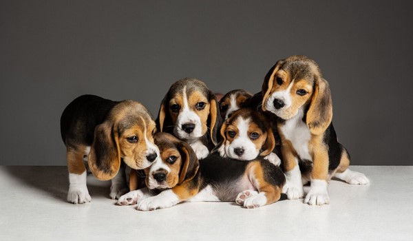 Batıpet Köpek Oteli Fiyatları, Batıpet Köpek Oteli Fiyatları