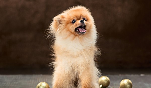 Köpek Otelinde Davranış Düzeltme, Köpek Otelinde Davranış Düzeltme