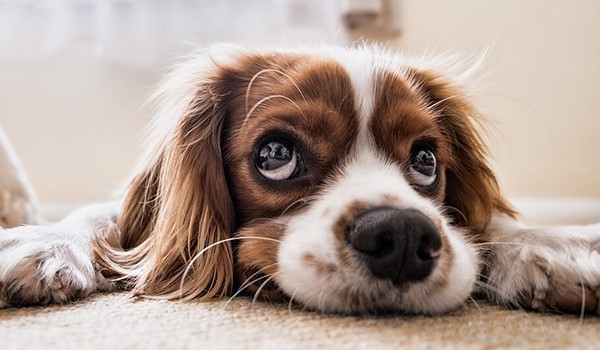 Köpek Psikolojisi: Yeni Ortamlara Uyum Sağlama, Köpek Psikolojisi: Yeni Ortamlara Uyum Sağlama