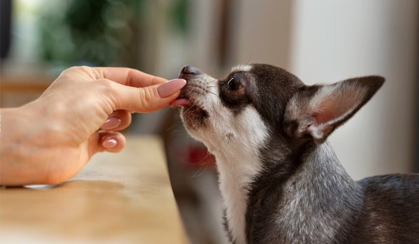 Ekonomik Köpek Konaklama, Ekonomik Köpek Konaklama
