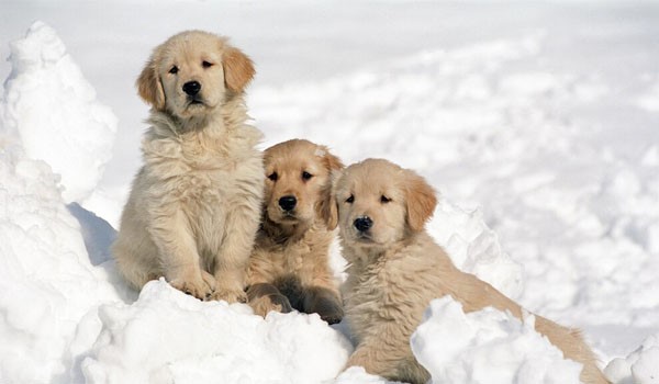 İstanbul Köpek Oteli Rezervasyon Hizmeti, İstanbul Köpek Oteli Rezervasyon Hizmeti
