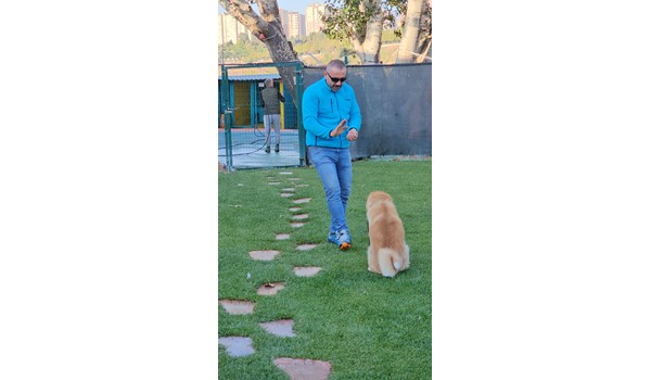 Bahçeşehir Köpek Oteli, Beylikdüzü Köpek Oteli,Pet Otel,Köpek Eğitim Merkezi,Bahçeşehir köpek oteli,istanbul köpek oteli