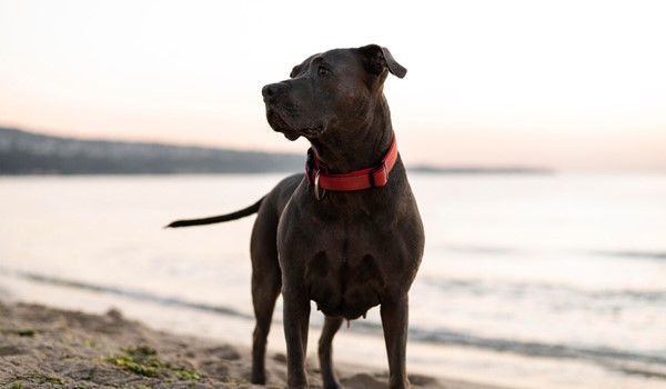 köpek konaklama, Köpek Oteli Konaklama Ücreti