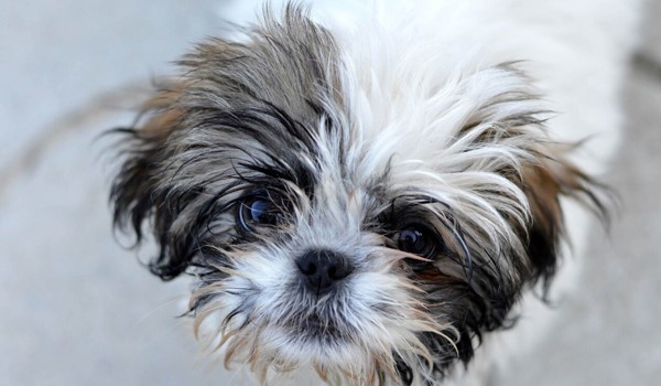 Evcil Hayvan Oteli, Evcil Hayvan Oteli