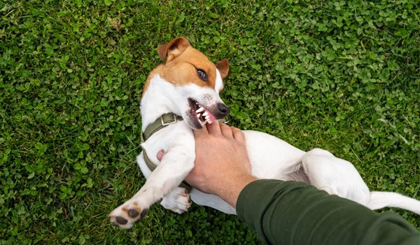 İstanbul Evcil Hayvan Pansiyonu, İstanbul Evcil Hayvan Pansiyonu