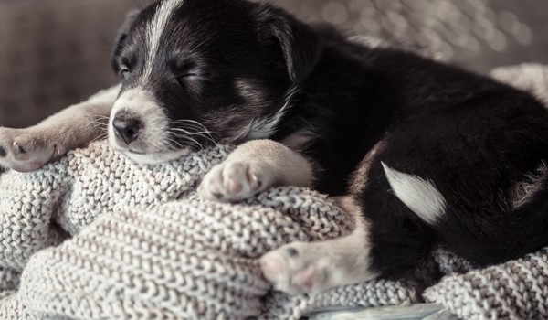Avcılar Yavru Köpek Eğitimi, Avcılar Yavru Köpek Eğitimi