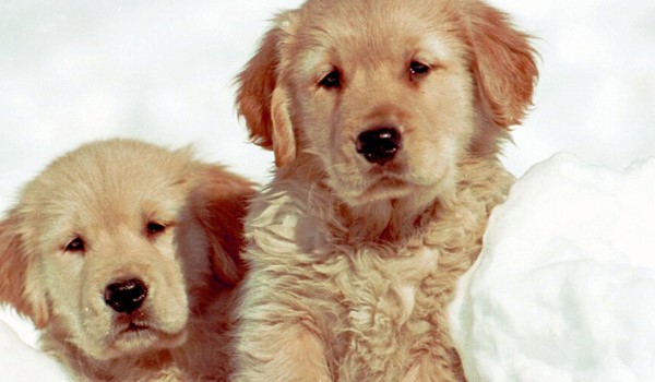 Köpek Konaklama Fiyatları, Köpek Konaklama Fiyatları