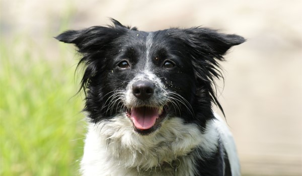 7/24 Köpek Oteli, 7/24 Köpek Oteli