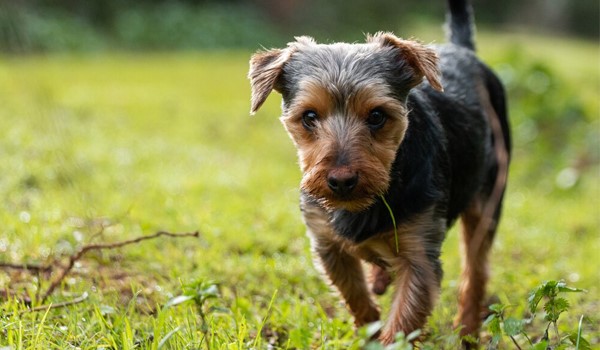 Batı Köpek Oteli Rezervasyon, Batı Köpek Oteli Rezervasyon