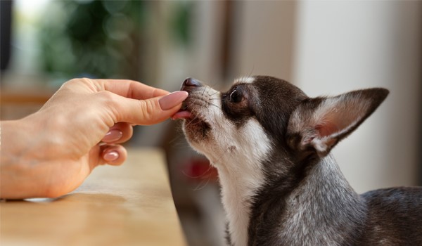 Köpek Eğitimi Hizmeti Olan Otel, Köpek Eğitimi Hizmeti Olan Otel