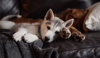 Veteriner Destekli Pet Otel, Veteriner Destekli Pet Otel