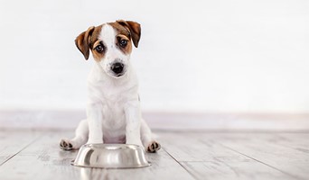 Alan Koruma Eğitimi: Köpeğinizin Doğal İçgüdülerini Geliştirin, Alan Koruma Eğitimi: Köpeğinizin Doğal İçgüdülerini Geliştirin