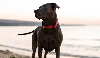 Köpek Oteli Rezervasyonu, Köpek Oteli Rezervasyonu