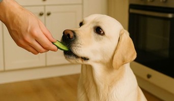 Köpeklerde Mama Değişimi Nasıl Yapılmalı?, Köpeklerde Mama Değişimi Nasıl Yapılmalı?