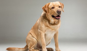 Güvenilir Köpek Oteli, Güvenilir Köpek Oteli