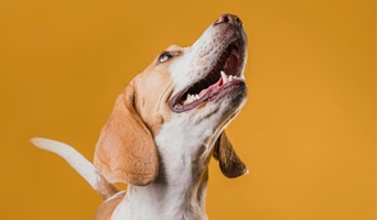 Ev Ortamında Köpek Konaklama, Ev Ortamında Köpek Konaklama