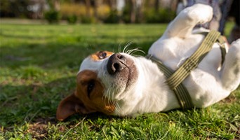 Köpekler İçin Otel, Köpekler İçin Otel