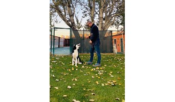 avcılar Köpek oteli, Avcılar Köpek oteli,pet otel,istanbul köpek oteli,Köpek Eğitim merkezi