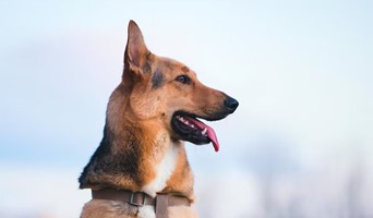 Batı Köpek Oteli Fiyatları, Batı Köpek Oteli Fiyatları