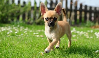 Bahçeşehir Tuvalet Eğitimi, Bahçeşehir Tuvalet Eğitimi