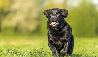 Avcılar Tuvalet Eğitimi, Avcılar Tuvalet Eğitimi