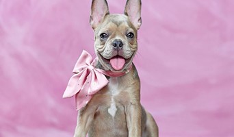 Tuvalet Eğitimi Nasıl Verilir? Profesyonel İpuçları, Tuvalet Eğitimi Nasıl Verilir? Profesyonel İpuçları