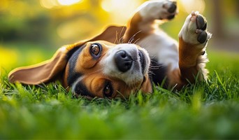 Köpek Oteli, Köpek Oteli