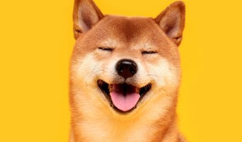 Köpek Otelinde Konaklama Süreci Nasıl İşler?, Köpek Otelinde Konaklama Süreci Nasıl İşler?