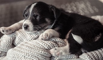 Tatil Dönemi Köpek Konaklama Yeri, Tatil Dönemi Köpek Konaklama Yeri