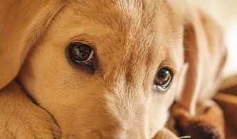 En İyi Köpek Oteli Batı İstanbul, En İyi Köpek Oteli Batı İstanbul