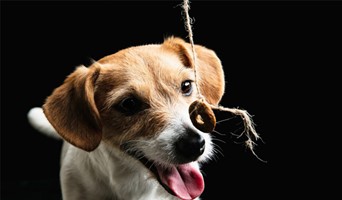 Batı Köpek Oteli Sağlık Hizmetleri, Batı Köpek Oteli Sağlık Hizmetleri